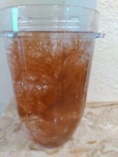 Cup marine plants for sale  Maple Grove