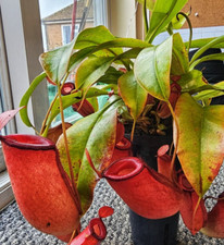 Nepenthes pitcher red for sale  PORTSMOUTH