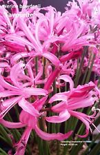 Clearance spring planting for sale  STANMORE