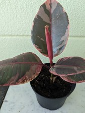 Ficus ficus elastica for sale  Lakeland