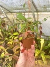 Nepenthes peltata seedling. for sale  DOLLAR