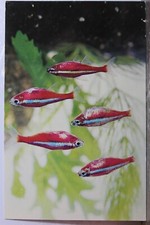 Cartão postal antigo vintage cartão de vista padrão Animal Fish Cardinal Tetra América do Sul comprar usado  Enviando para Brazil