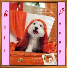 Caesar food puppy for sale  East Lyme