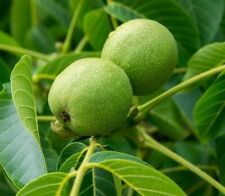 Black walnut tree for sale  De Pere