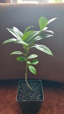 Lemon tree dewarf for sale  Buffalo