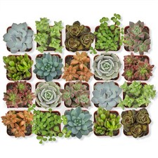 Live succulent plants for sale  Oklahoma City