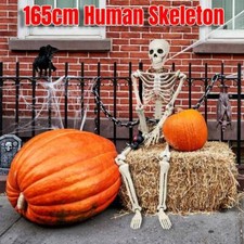 165cm human skeleton for sale  USA