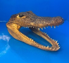 Vintage 6.5 taxidermy for sale  North Port