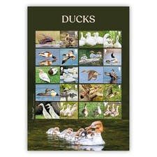 Ducks stamps collectors d'occasion  Expédié en Belgium