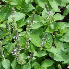 Holy basil seeds for sale  PEEBLES