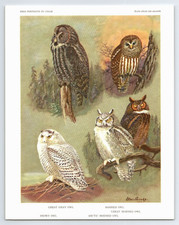 1960 birds portraits for sale  Scottsboro