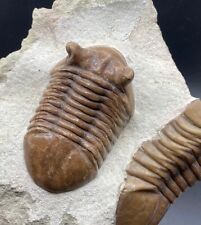 Asaphus trilobite matrix for sale  Arlington