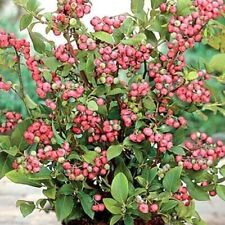 Pink lemonade blueberry for sale  Lakeland