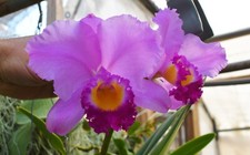 Cattleya trianae colombian for sale  Apopka
