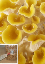 Gold oyster mushroom for sale  WORCESTER