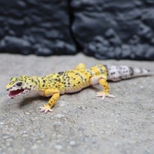 leopard gecko d'occasion leopard gecko d'occasion Expédié en Belgium