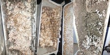 Piège termite intérieur d'occasion  Saint-André-de-Cubzac