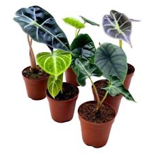 Rare alocasia assortment for sale  Apopka