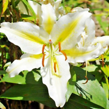 20 SEMENTES DE LÍRIO ORIENTAL ROMANCE DOURADO - (Lilium 'Golden Romance') comprar usado  Enviando para Brazil