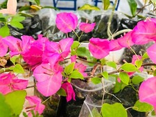 Bougainvillea paperflower baga for sale  HOUNSLOW