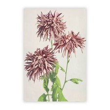 Pink chrysanthemum flowers for sale  UK