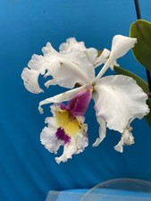 Cattleya warscewiczii soft for sale  San Francisco