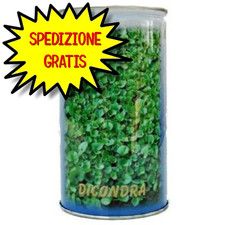 Sgaravatti dichondra repens usato  San Felice Circeo