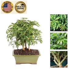 bonsai 10 tall tree for sale  Sunrise Beach