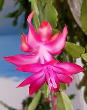 Christmas easter cactus for sale  North Adams