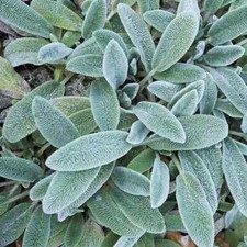 Stachys helene von for sale  Hayden