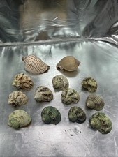 Hermit crab shell for sale  New Haven
