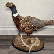 Pheasant ring neck for sale  Rowlett