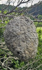 Rare bald hornet for sale  Copper Hill