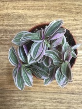 Tradescantia sweetness selten gebraucht kaufen  Sömmerda