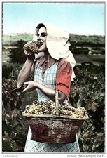 Type bourgogne vendangeuse d'occasion  France