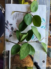 Hoya carnosa red gebraucht kaufen  Mülheim an der Ruhr