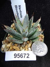 Manfreda bloodspot live for sale  Lakeport