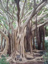 Ficus sagrado ficus usato  Spedire a Italy