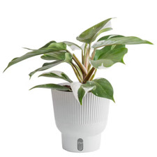 White knight philodendron for sale  Denver