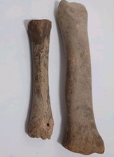 Fossil bison metatarsal for sale  Kansas City