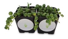 String pearls succulents for sale  Castaic