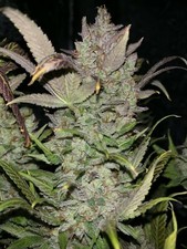 Organic high nitrogen for sale  Yreka