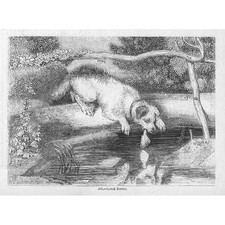 Scottish terrier dog for sale  GLASGOW