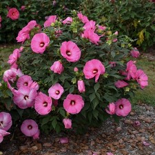 Candy crush hibiscus for sale  Hiawatha