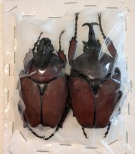 Fornasinius russus pair for sale  WOKING