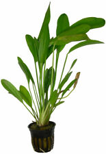 Topf echinodorus rosé gebraucht kaufen  Nünchritz