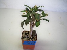 euphorbia for sale  El Cajon