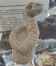 Ammonite heteromorph for sale  Seattle