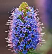 100 blue pride for sale  Portland