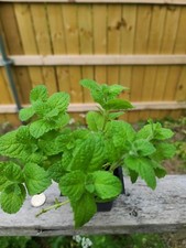 Apple mint live for sale  Dallas